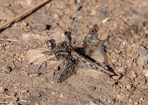 Variegated meadowhawk