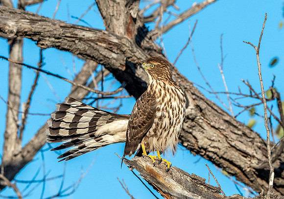 Cooper's hawk