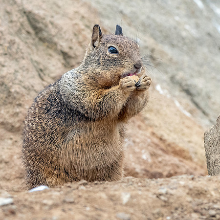 Rock squirrel