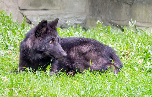 British Columbia wolf