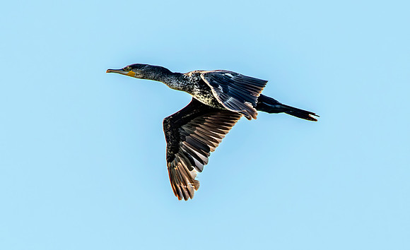 Great cormorant in flight