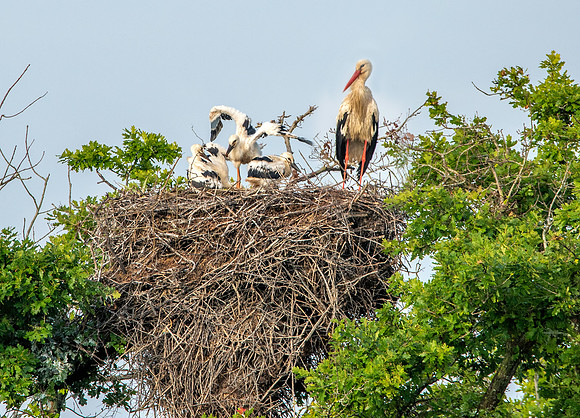 White stork