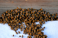 Honey bees