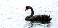 Black swan