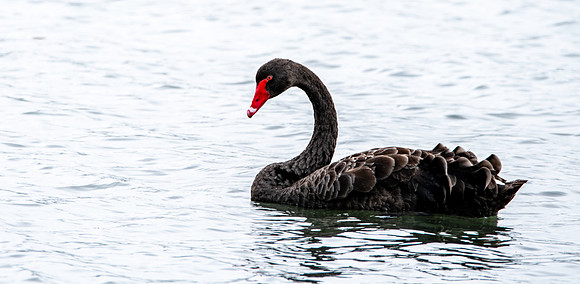 Black swan