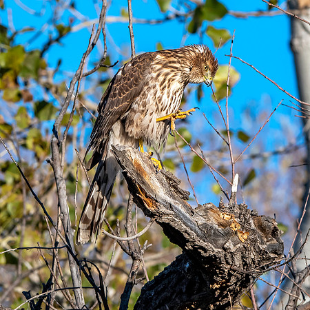 Cooper's hawk
