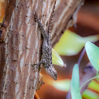 Clark's desert spiny lizard