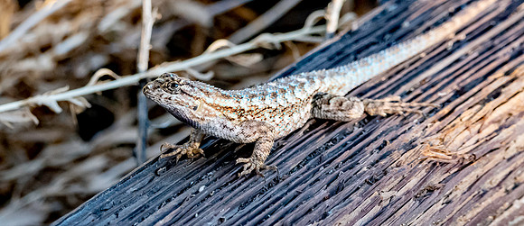Great basin fence lizard