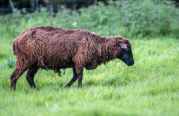 Black Welsh mountain sheep