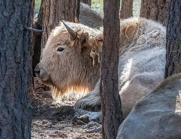 White bison