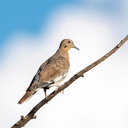 White winged dove