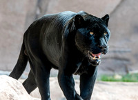 Black jaguar