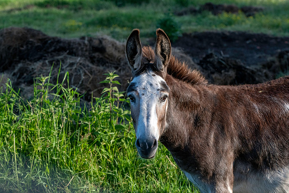 Donkey
