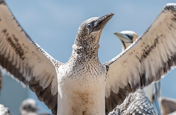 Southern, Australasian Gannet, immature
