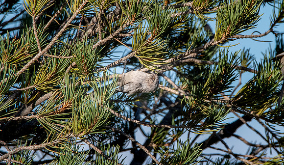 Bushtit