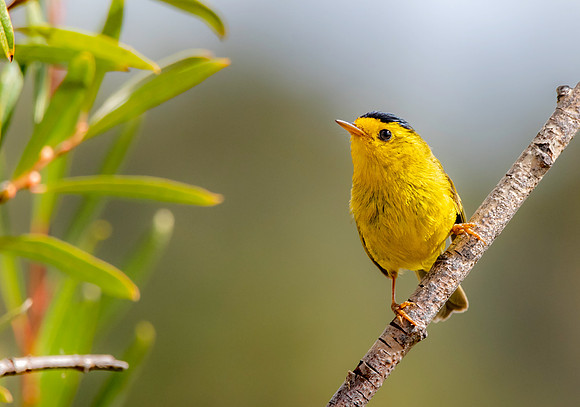Wilson's warbler