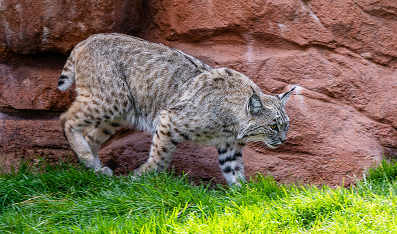 Bobcat