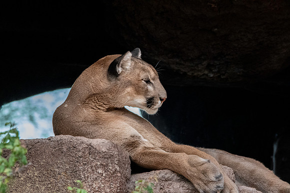 Mountain lion/ cougar/puma/panther