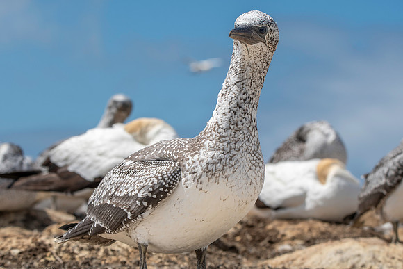 Southern, Australasian Gannet, immature