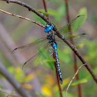 Blue-eyed darner