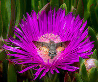 Hummingbird Hawk moth