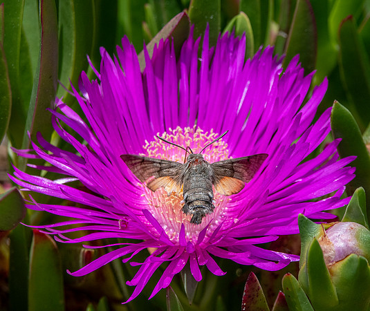 Hummingbird Hawk moth