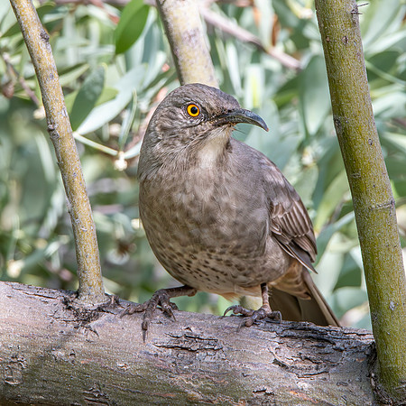 Curve-billed thrasher
