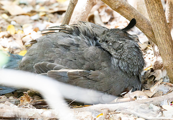 Montezuma quail