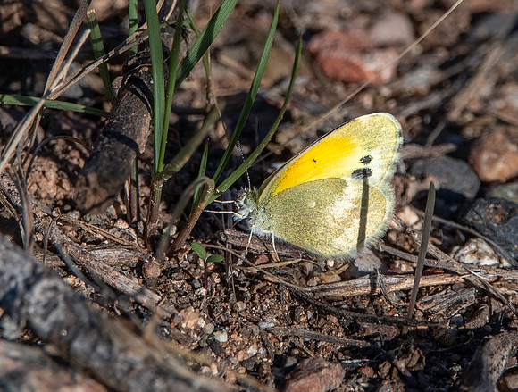 Dainty sulphur
