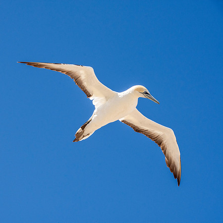 Southern, Australasian Gannet