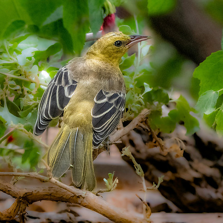 Hooded oriole, female