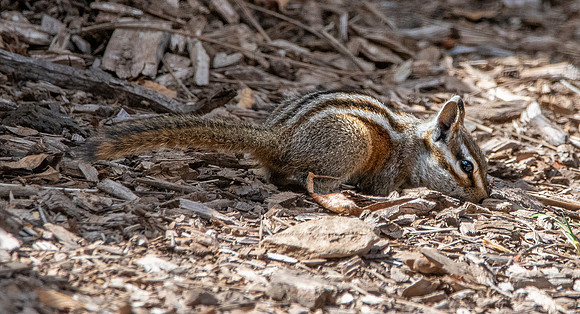 Grey collared chipmunk