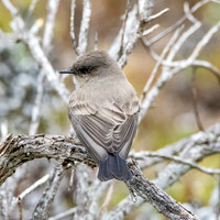 Say's phoebe