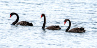 Black swan