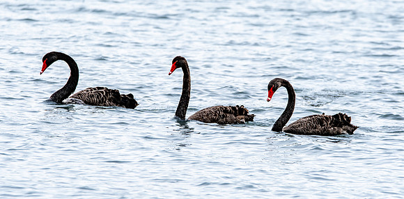 Black swan