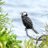 Little black shag / cormorant
