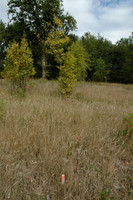 2005