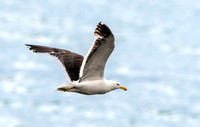 Kelp gull