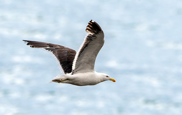 Kelp gull