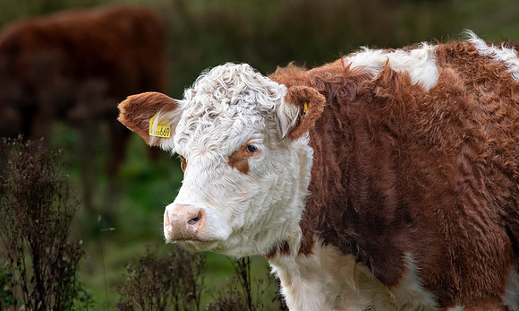 Hereford cattle