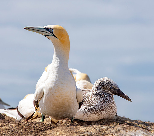 Southern, Australasian Gannet