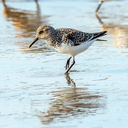 Sanderling