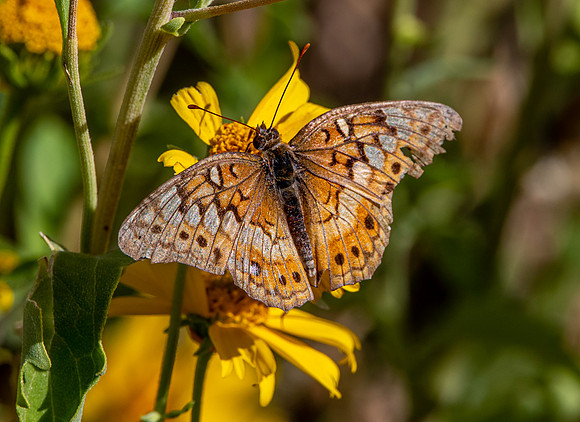 Variegated fritillary