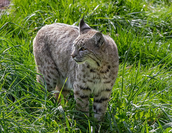 Bobcat