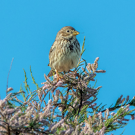 Corn bunting