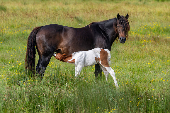 Horse with foal