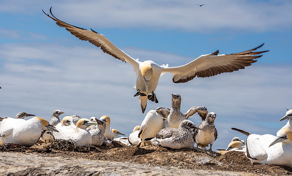 Southern, Australasian Gannet