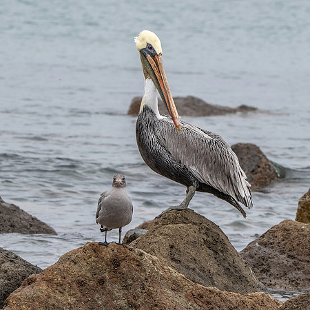 California brown pelican