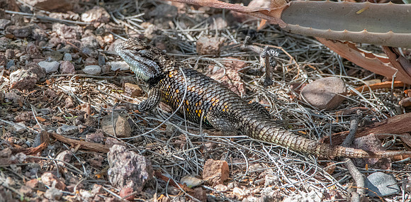 Desert spiny lizard