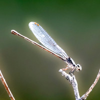 Powdered dancer